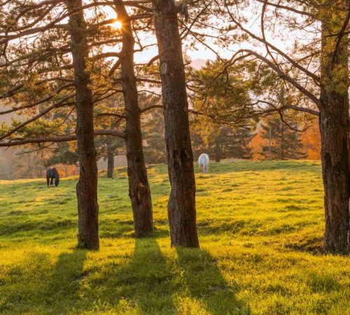 horses-on-the-meadow-at-sunset-2025-01-15-13-04-48-utc_11zon.jpg